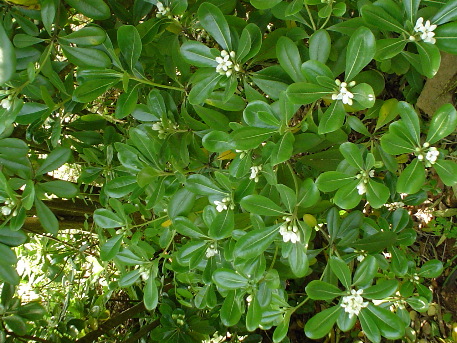 Wonderfully scented shrub