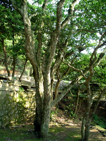 200 year-old Putuo Hornbeam Tree (Carpinus putuoensis Cheng)