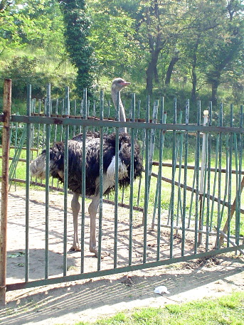 Pŭtu&oacute;shān mascot? Ostrich = tu&oacute;niăo (tuo bird, 鸵鸟)