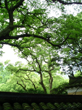 Ancient camphor trees, Făyŭ Buddhist Temple (Făyŭ ch&aacute;ns&igrave;, 法雨禅寺)