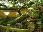 Ancient tree rooted in ancient wall above holy spring cave