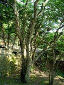 200 year-old Putuo Hornbeam Tree (Carpinus putuoensis Cheng)