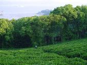 Pŭtu&oacute;shān tea plantation