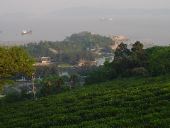 Tea fragrant fish pond