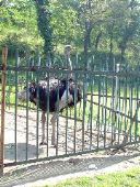 Pŭtu&oacute;shān mascot? Ostrich = tu&oacute;niăo (tuo bird, 鸵鸟)