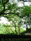 Ancient camphor trees, Făyŭ Buddhist Temple (Făyŭ ch&aacute;ns&igrave;, 法雨禅寺)